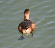Picture/image of Pied-billed Grebe