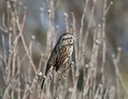 Picture/image of Song Sparrow