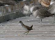 Picture/image of Sora