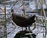 Picture/image of Virginia Rail
