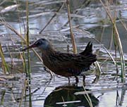 Picture/image of Virginia Rail