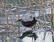 Picture/image of Virginia Rail