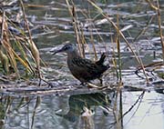 Picture/image of Virginia Rail