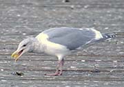 Picture/image of Glaucous-winged Gull