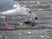 Picture/image of Glaucous-winged Gull