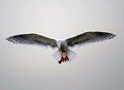 Picture/image of Glaucous-winged Gull