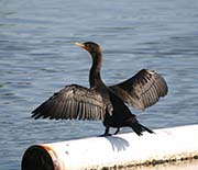 Picture/image of Double-crested Cormorant