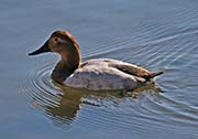 Picture/image of Canvasback