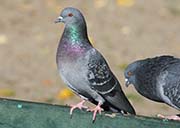 Picture/image of Rock Pigeon