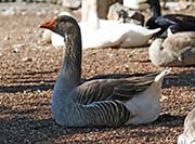Picture/image of Domestic-Feral Waterfowl