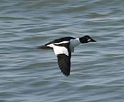 Picture/image of Common Goldeneye
