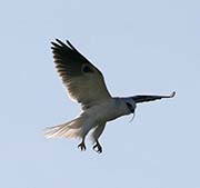 Picture/image of White-tailed Kite