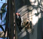Picture/image of Red-breasted Sapsucker