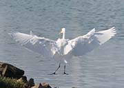 Picture/image of Great Egret
