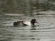 Picture/image of Greater Scaup