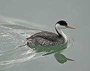 Picture/image of Western Grebe