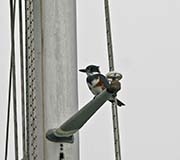 Picture/image of Belted Kingfisher