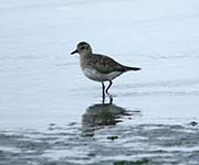 Picture/image of Black-bellied Plover