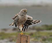 Picture/image of Northern Harrier