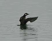 Picture/image of White-winged Scoter