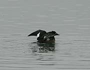 Picture/image of White-winged Scoter