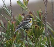 Picture/image of Yellow-rumped Audubon Warbler