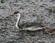 Picture/image of Western Grebe