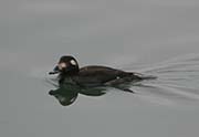 Picture/image of White-winged Scoter