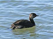 Picture/image of Oil Spill