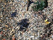 Picture/image of Oil Spill