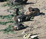 Picture/image of Oil Spill