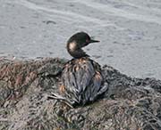 Picture/image of Oil Spill