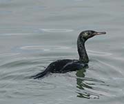 Picture/image of Oil Spill