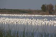 Picture/image of Snow Goose