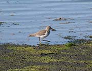 Picture/image of Spotted Sandpiper