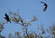 Picture/image of White-tailed Kite