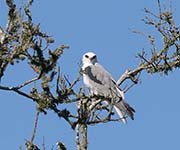 Picture/image of White-tailed Kite