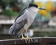 Picture/image of Black-crowned Night-Heron