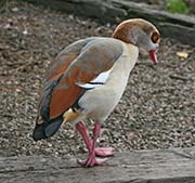 Picture/image of Egyptian Goose