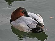 Picture/image of Canvasback
