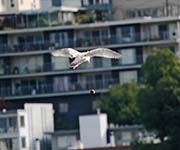 Picture/image of Ring-billed Gull