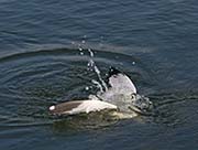 Picture/image of Ring-billed Gull