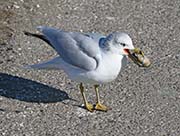 Picture/image of Ring-billed Gull