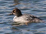 Picture/image of Common Goldeneye