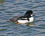 Picture/image of Barrow's Goldeneye