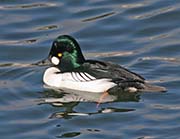 Picture/image of Common Goldeneye