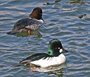 Picture/image of Common Goldeneye