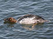 Picture/image of Common Goldeneye
