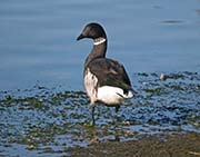 Picture/image of Brant Goose