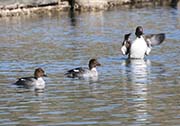 Picture/image of Common Goldeneye